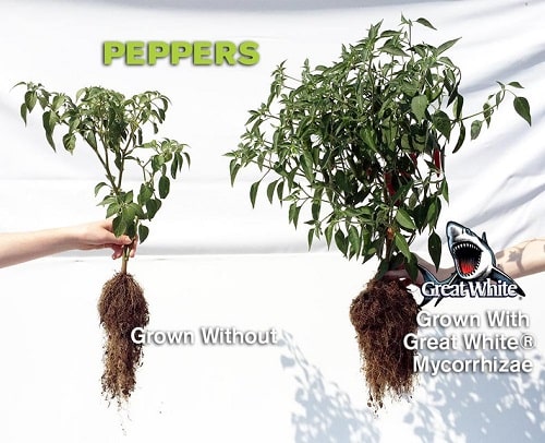 Выращивание перцев с микоризой Great White Premium