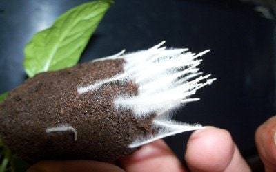 Микориза Great White Premium